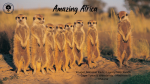 South Africa Safari Deals: Lions, Vineyards & Starry Skies!